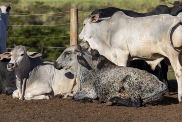 Raza de Vacas Girolando