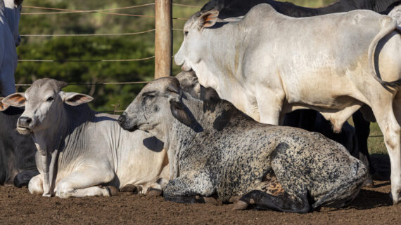 Raza de Vacas Girolando