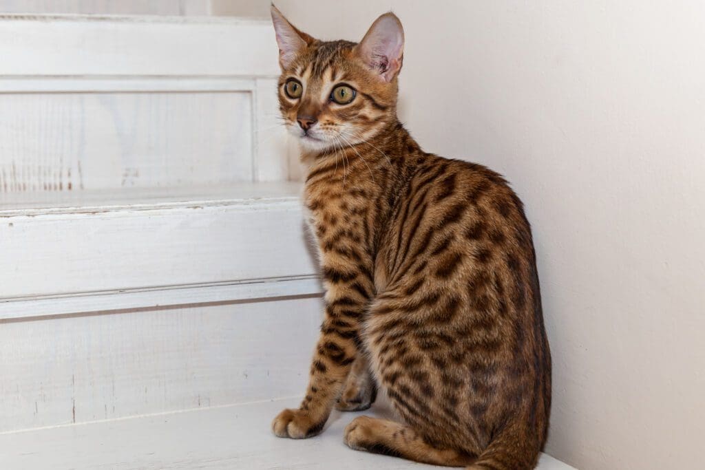 raza de gato bengali