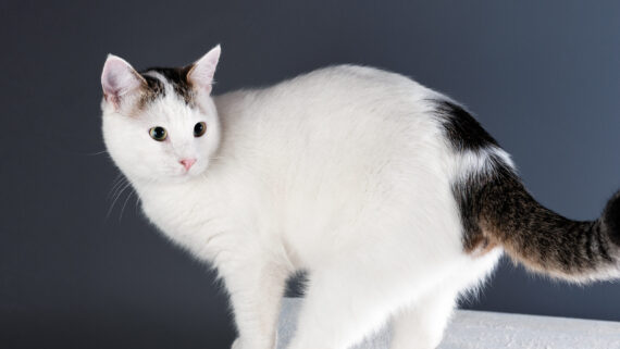 Razas de Gatos: Gato Van Turco 