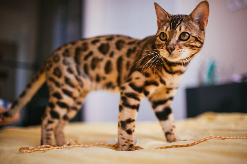 Gato Savannah