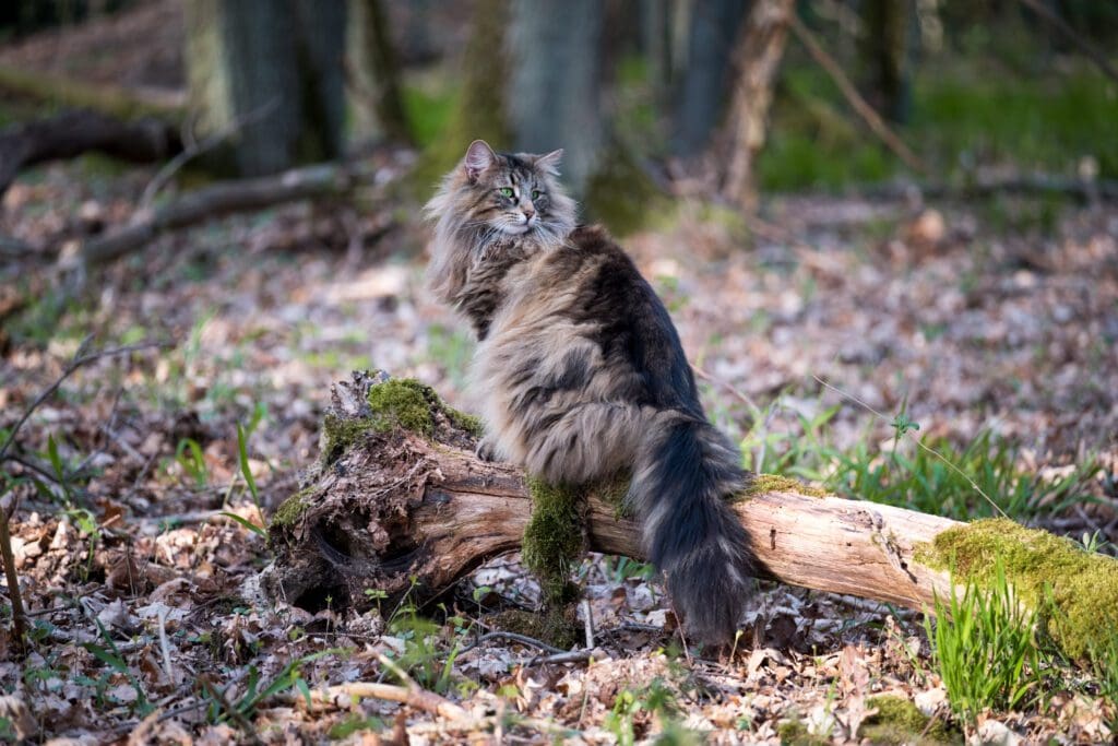 gato del bosque noruego