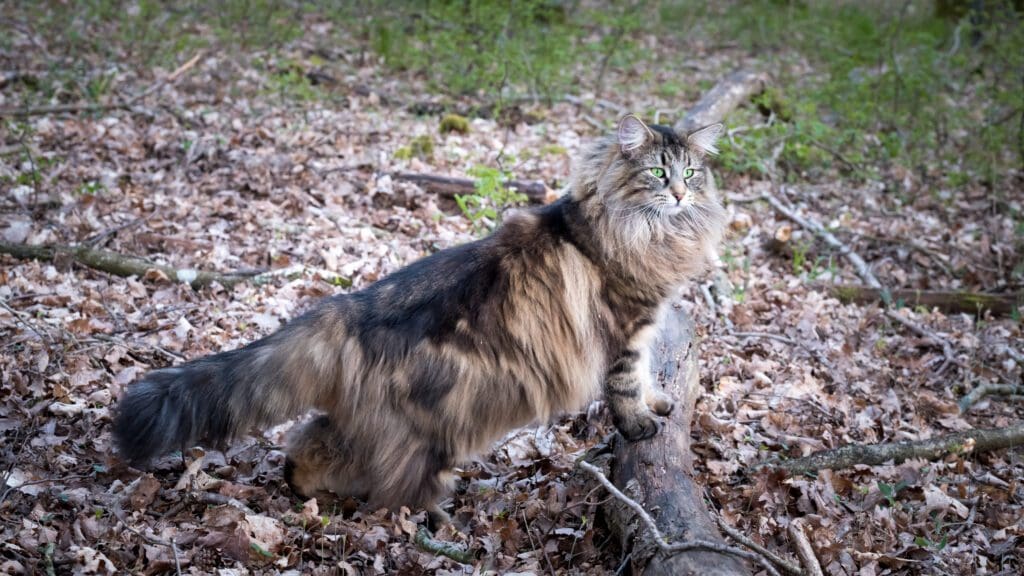 gato del bosque noruego