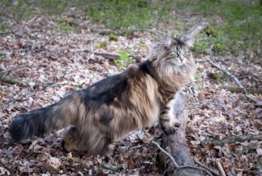 Razas de Gatos: Gato Bosques de Noruega