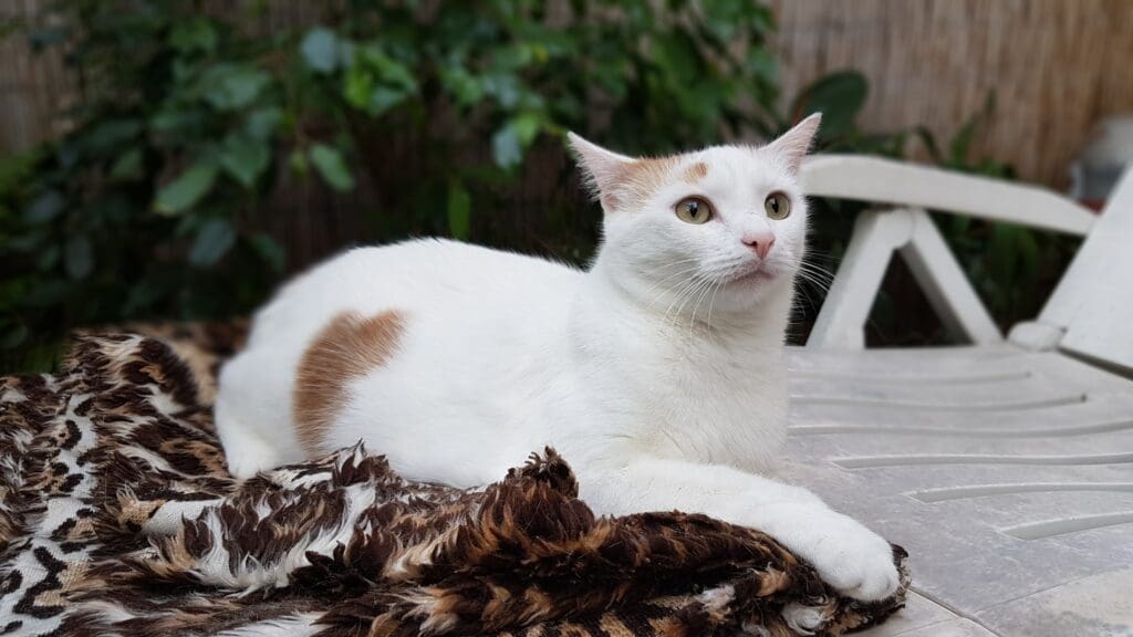 gato van turco acostado