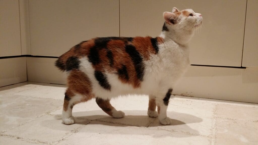 gato manx