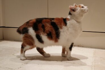 Razas de Gatos: Gato Manx 