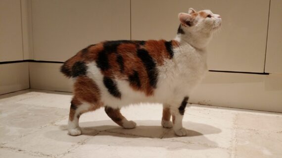 Razas de Gatos: Gato Manx 