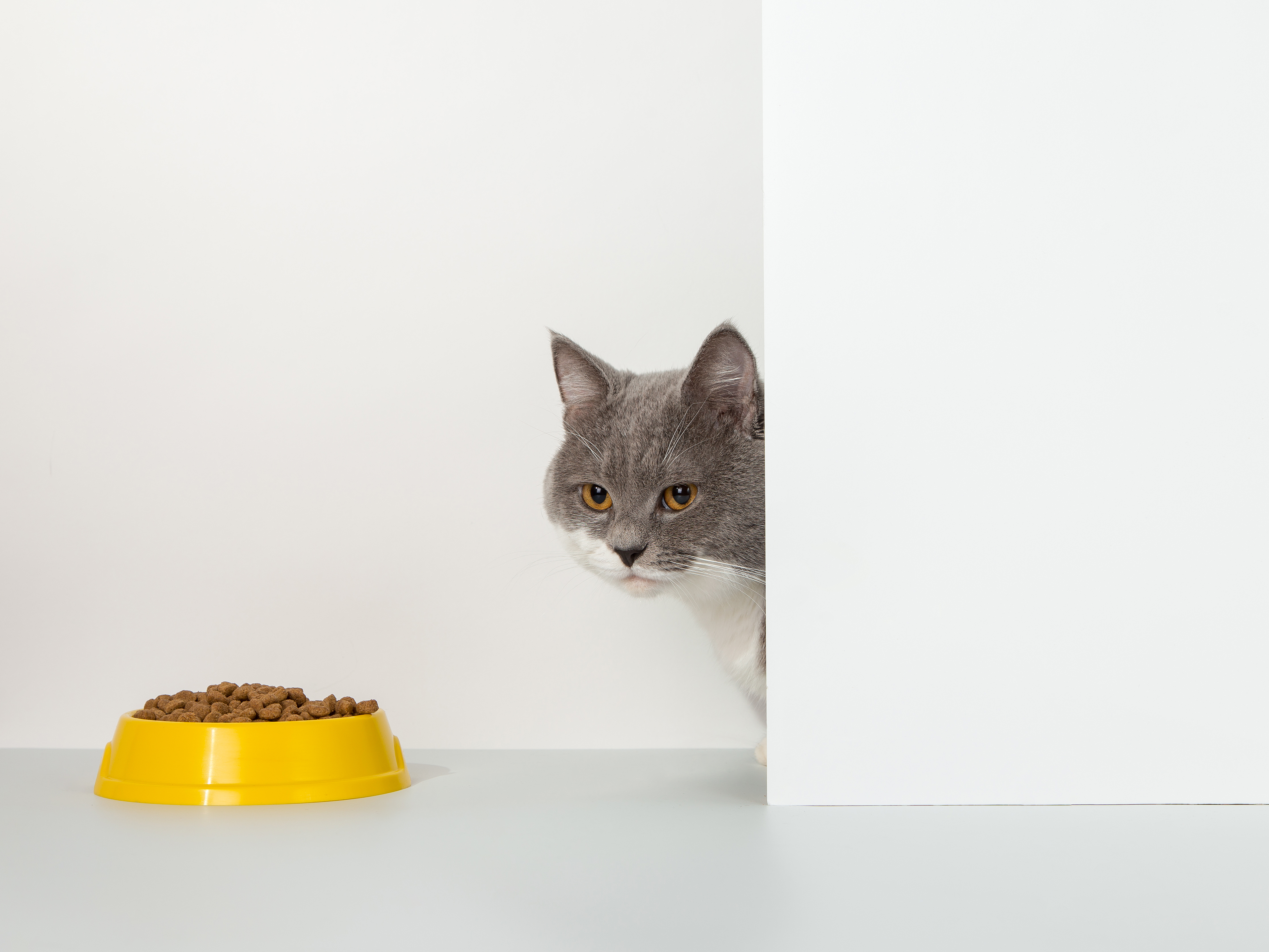 gato no quiere comer