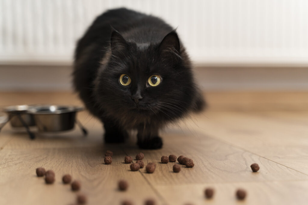 gato no quiere comer