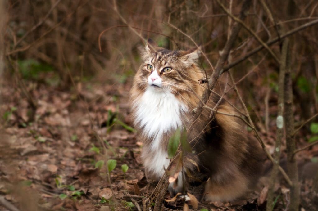 gato del bosque noruego