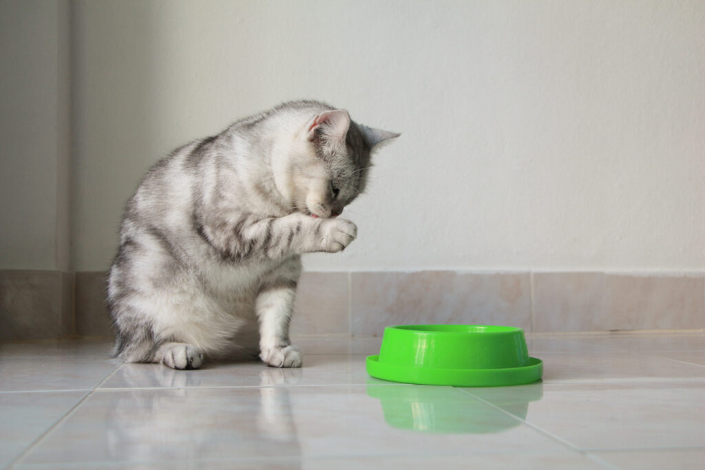 mi gato no come