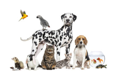 Animales domesticos: Consejos, cuidados de la salud y curiosidades sobre los animales