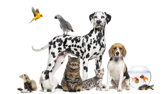 Animales domesticos: Consejos, cuidados de la salud y curiosidades sobre los animales