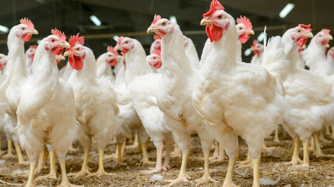 Razas de Gallinas Ponedoras: Raza Hy Line W36