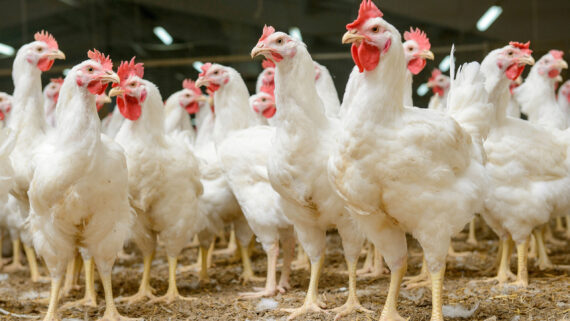 Razas de Gallinas Ponedoras: Raza Hy Line W36