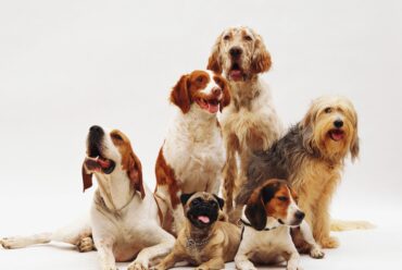 Descubre las mejores razas de perros para ser tu mascota
