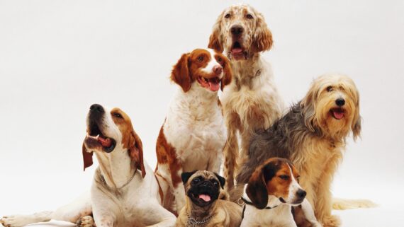 Descubre las mejores razas de perros para ser tu mascota