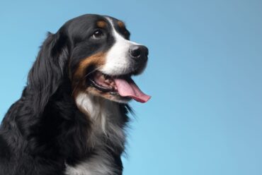 Todo sobre los perros: razas, cuidados y consejos para su bienestar