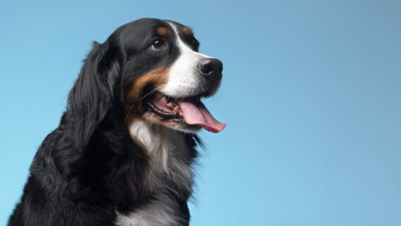 Todo sobre los perros: razas, cuidados y consejos para su bienestar