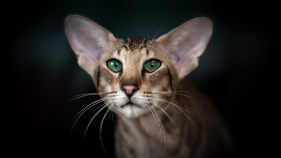 Razas de Gatos: Gato Oriental