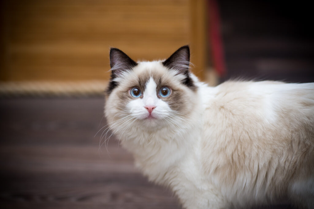 gato ragdoll