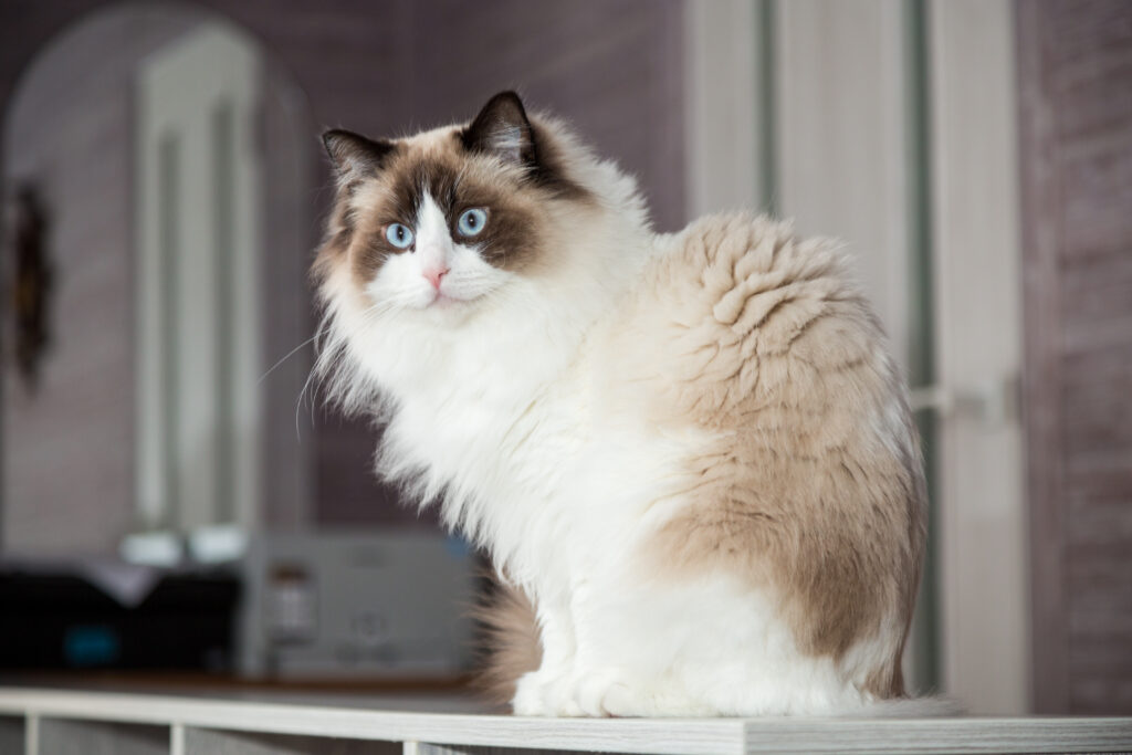 gato ragdol sentado
