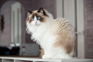 Razas de Gatos: Gato Ragdoll