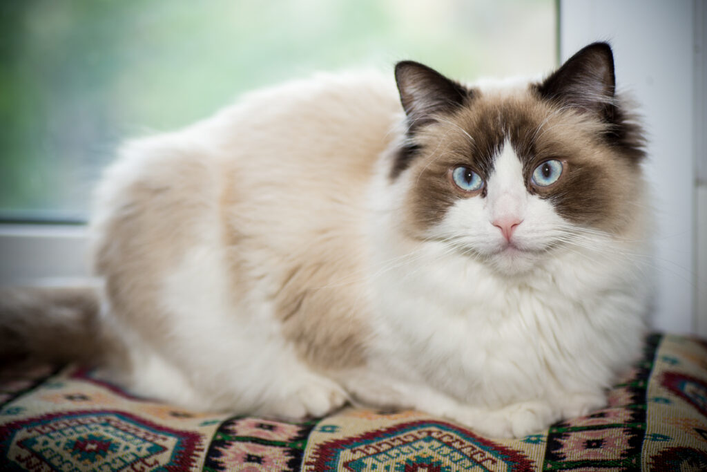raza de gato ragdol