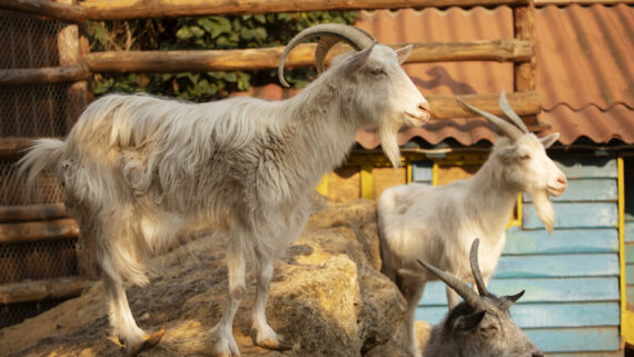 Razas de Cabras