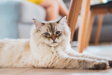 Razas de Gatos: Gato Siberiano