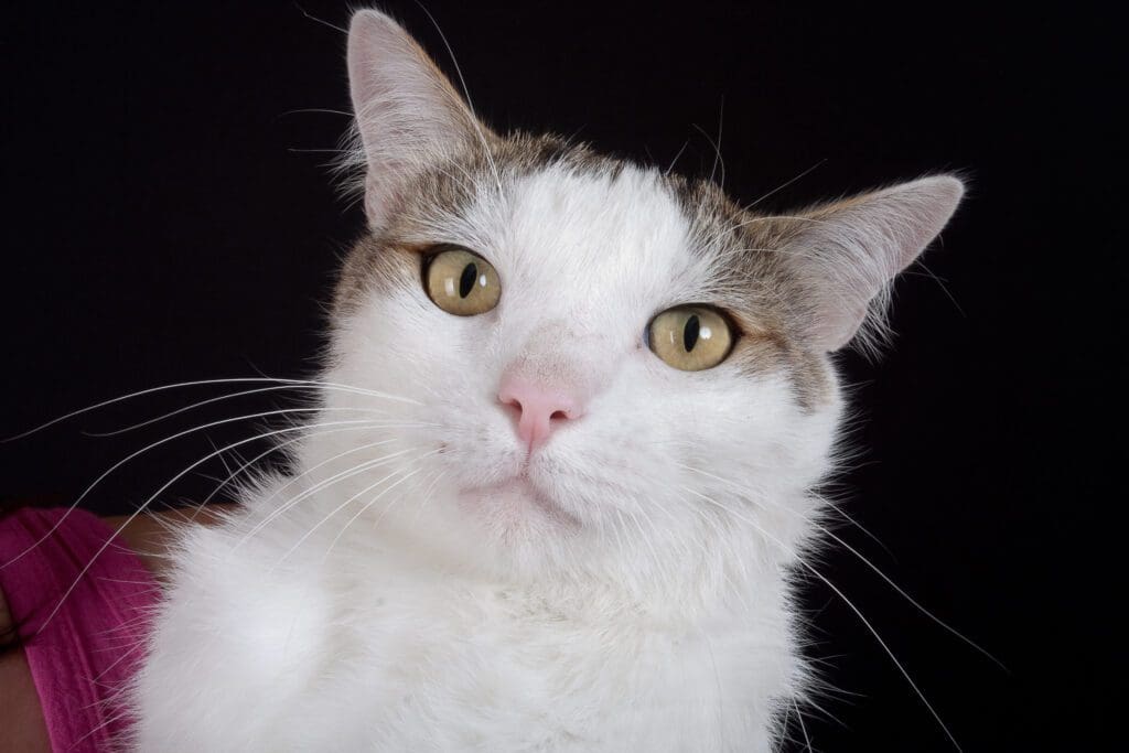gato van turco cara