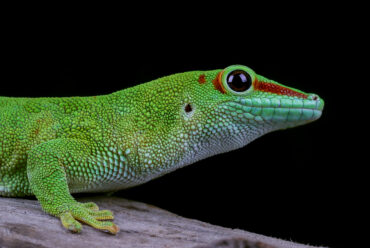 Explora la fascinante diversidad de los animales invertebrados