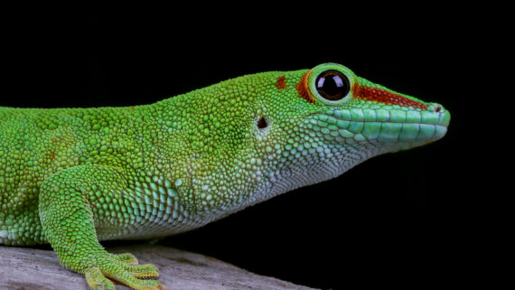 Explora la fascinante diversidad de los animales invertebrados