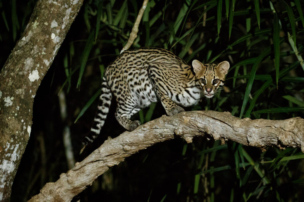 Gato Savannah