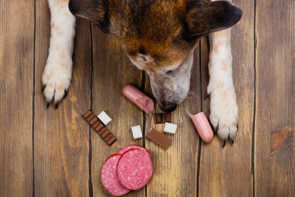 alimentos peligrosos para tu perro