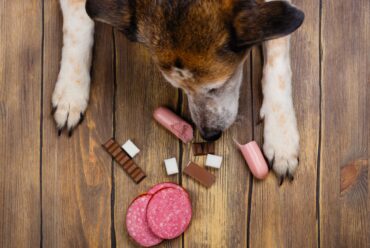 Alimentos Prohibidos para perros: lo que nunca deben comer