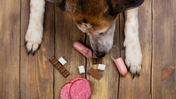Alimentos Prohibidos para perros: lo que nunca deben comer