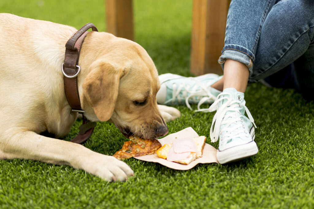 alimentos malos para perros