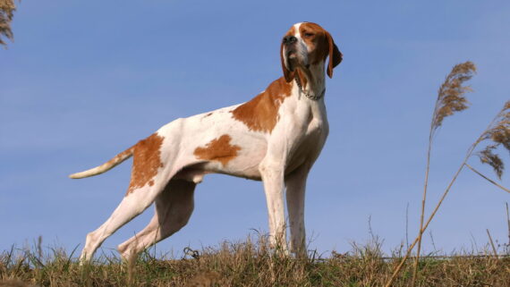 Raza de Perro: Pointer Inglés y sus características