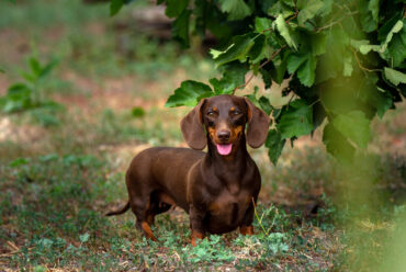 Perros salchicha: Cuidados Y Características