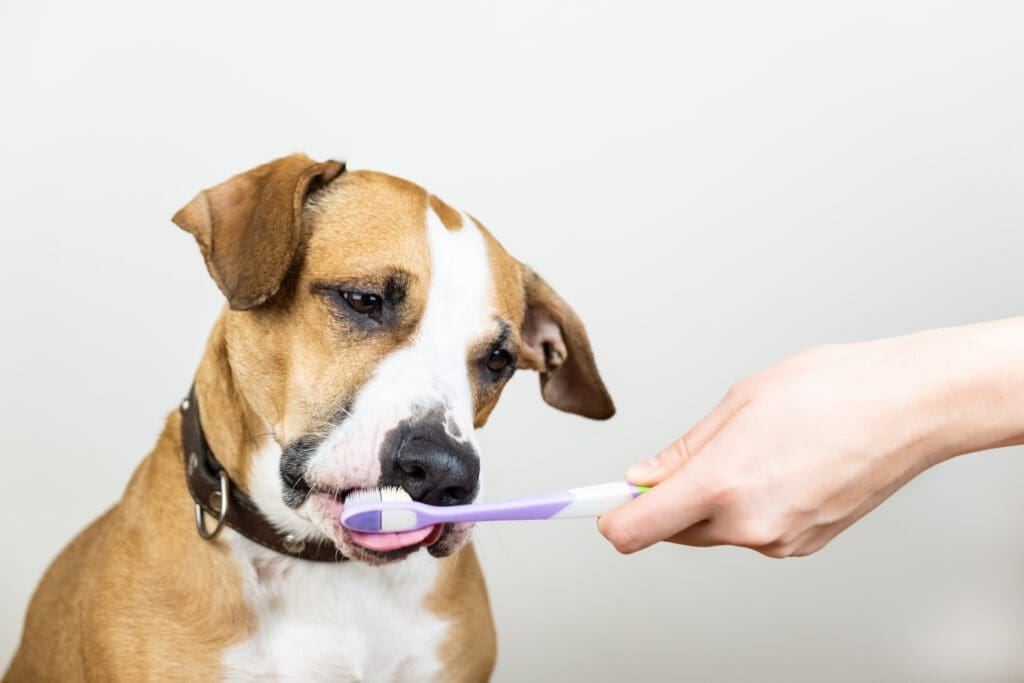 cepillado de dientes perros