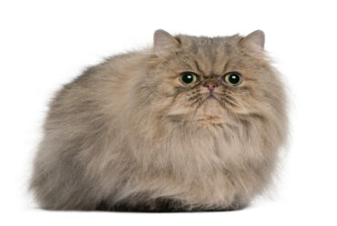 Razas de Gatos: Gato Persa