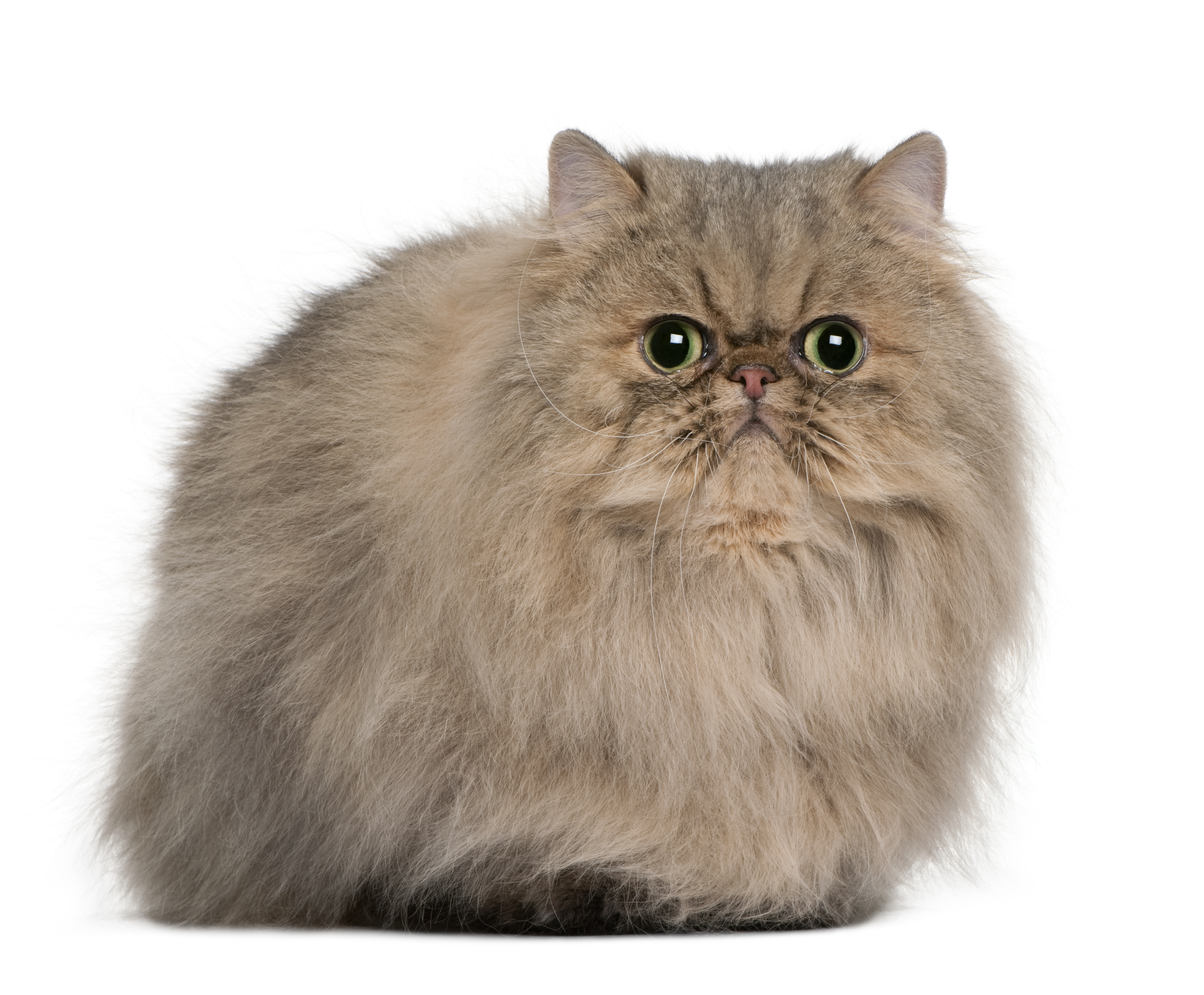 gato persa de 2 años