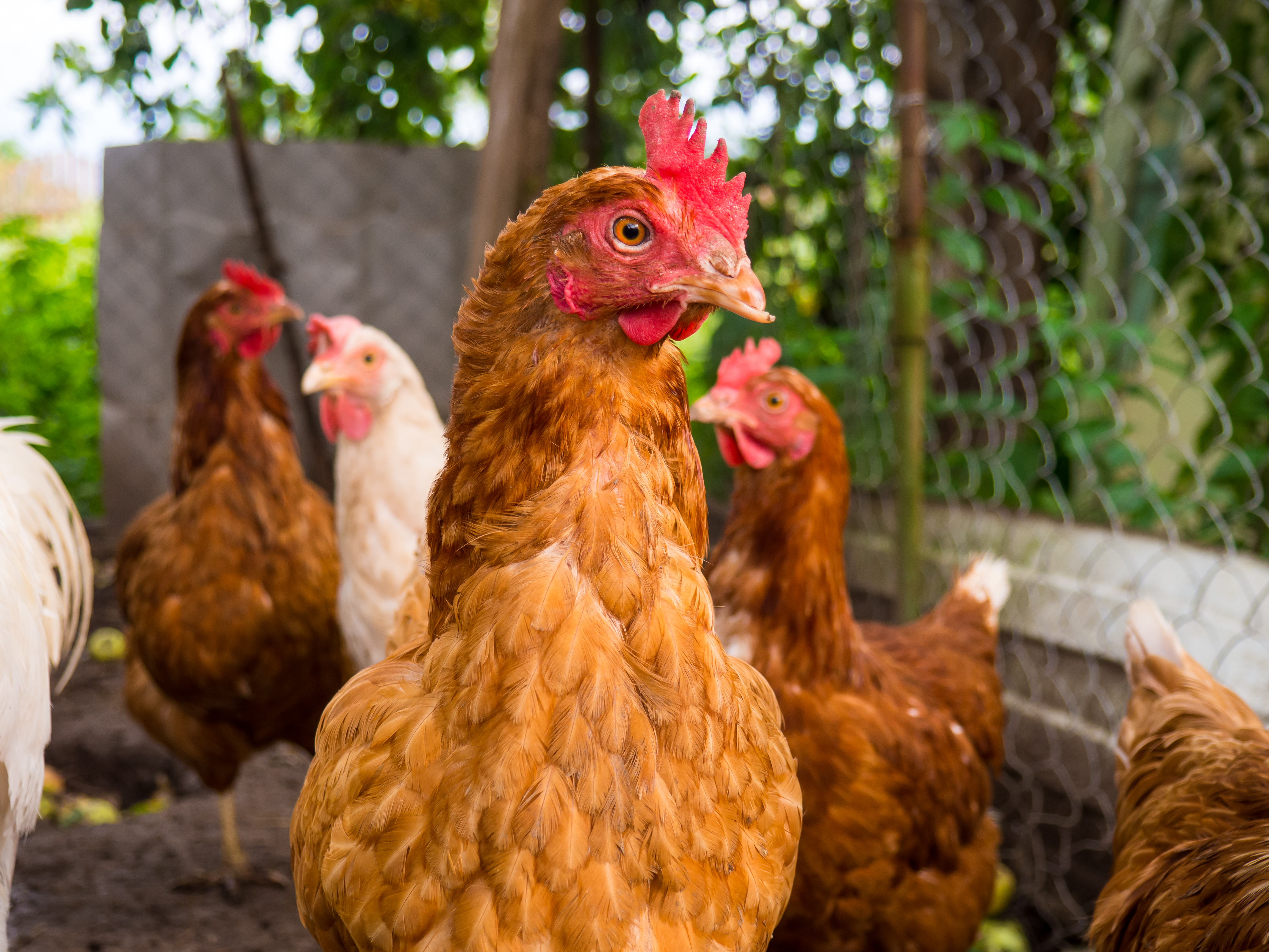 razas de gallinas