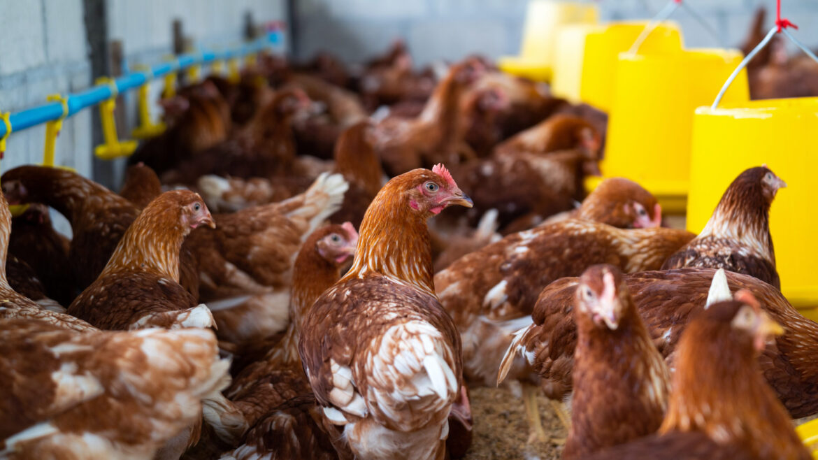 Razas de Gallinas Ponedoras: Raza comercial Babcock