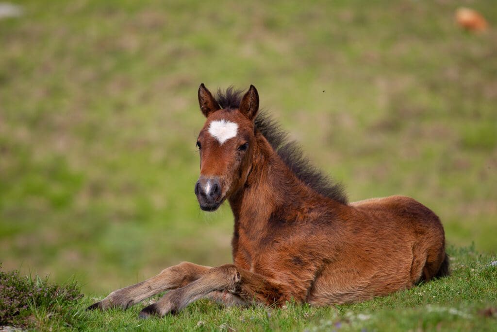 equinos pasión veterinaria