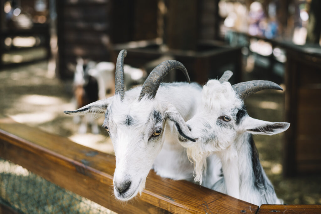 razas de cabras