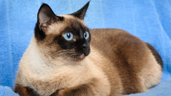 Razas de Gatos: Gato Siamés 