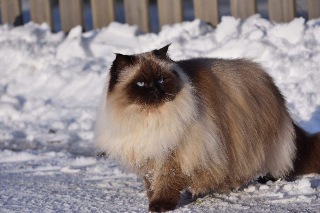 gato himalayo en la nieve
